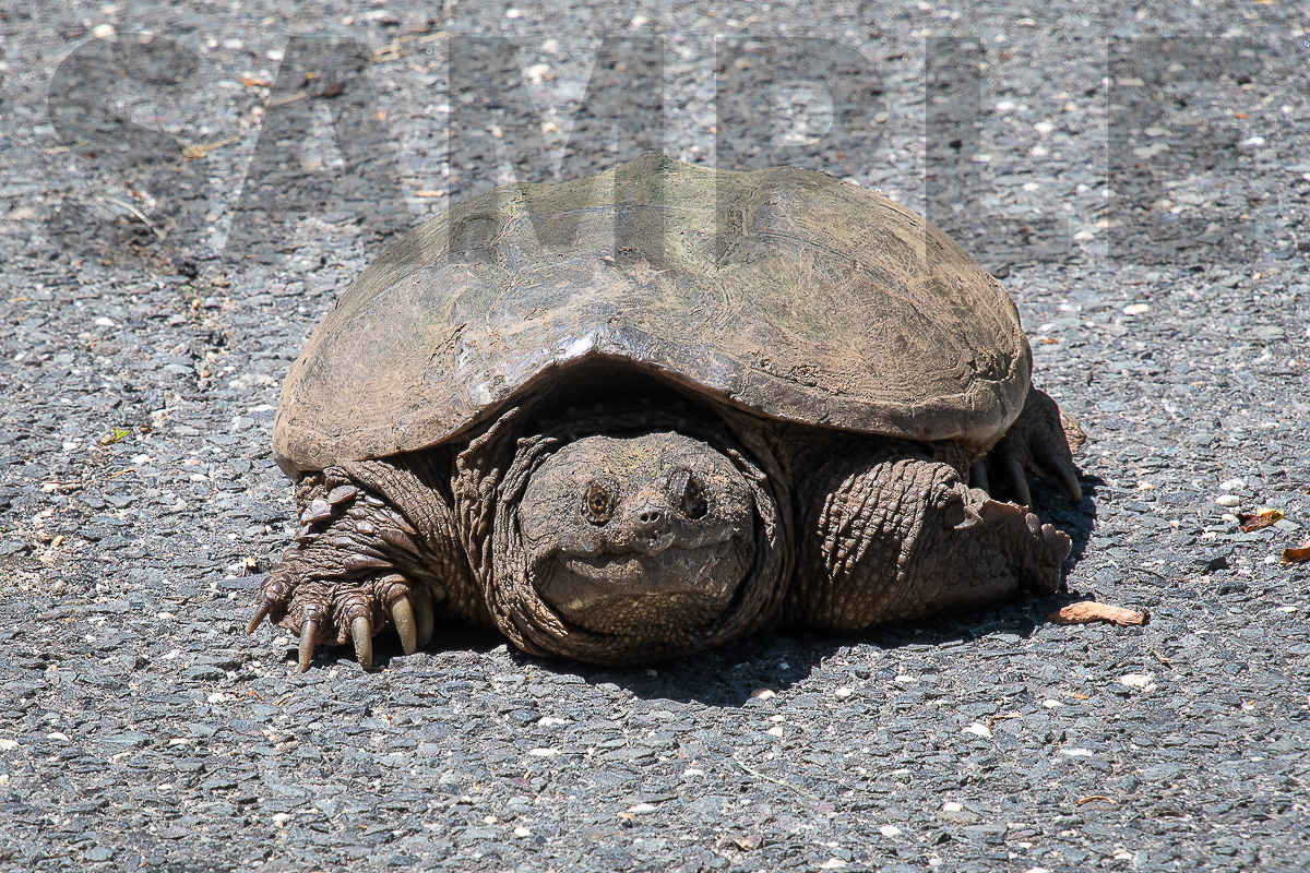 Turtle on asphalt shown as sample of images to be used for advertising and promotions. Photo copyright 2022 by Paul Barretta
